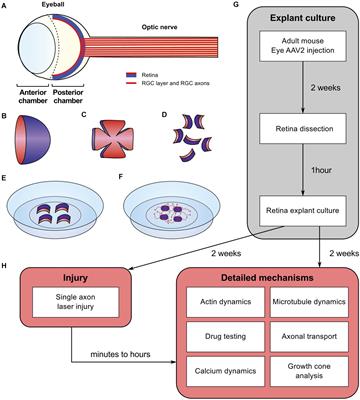 Adult Mouse Retina Explants: From ex vivo to in vivo Model of Central Nervous System Injuries